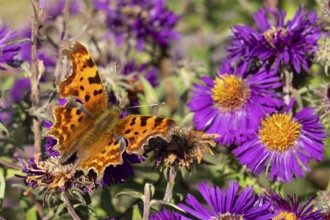 Comma butterfly (Polygonia c-album) adult insect feeding on a garden Aster flowers in summer,