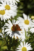 Comma butterfly (Polygonia c-album) adult insect feeding on a garden daisy flowers in summer,
