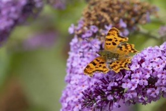 Comma butterfly (Polygonia c-album) adult insect feeding on a garden purple Buddleia flowers in