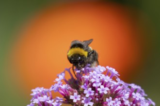 Buff tailed bumblebee (Bombus terrestris) adult bee insect feeding on Verbena bonariensis flowers,