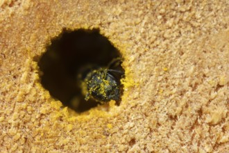Orange vented mason bee (Osmia leaiana) adult insect in a hole in a bee hotel box in summer,