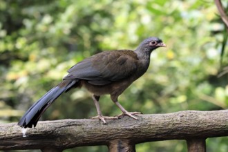 Chacoguan (Ortalis canicollis), adult, on tree trunk, vigilant, South America, captive