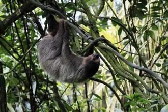 Linnaeus's two-toed sloth (Choloepus didactylus), Unau, adult, in tree, climbing, foraging,