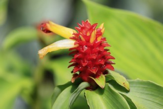 Costus productus, orange-tulip ginger, blossom, blooming, Columbia, South America