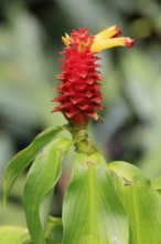 Costus productus, orange-tulip ginger, blossom, blooming, Columbia, South America