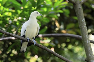 Magpie Fruit Dove (Ducula luctuosa), adult, alert, on tree, Southeast Asia, Singapore