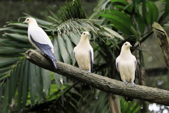 Magpie Fruit Dove (Ducula luctuosa), adult, group, three, vigilant, on tree, Southeast Asia,