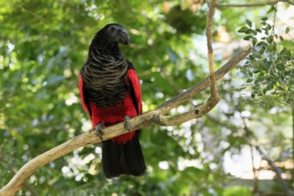 Bristle-headed Parrot (Psittrichas fulgidus), adult, on tree, alert, New Guinea, captive, Singapore