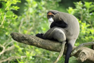 Brazzamere cat (Cercopithecus neglectus), adult, sitting, on tree, alert, Central Africa