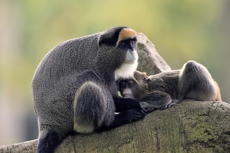Brazzameer cat (Cercopithecus neglectus), adult, female, kitten, social behaviour, on tree, Central