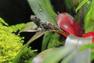 Graham's Anolis (Anolis grahami), Jamaican turquoise anole, adult, on leaf, Jamaica, Caribbean,