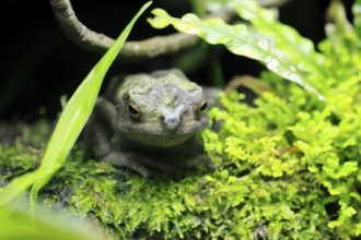Tree toad (Rentapia hosii), adult, portrait, on land, Malay Peninsula, Southeast Asia, Singapore