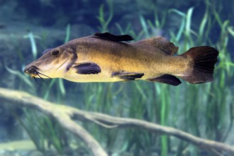 Eye-spotted catfish (Auchenoglanis occidentalis), adult, swimming, in water, Africa, captive,