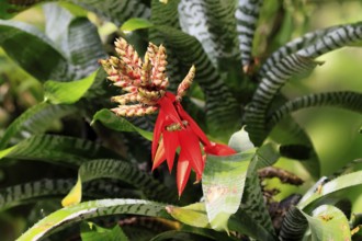 Aechmea chantinii, Amazon zebra, blossom, blooming, bromeliad, Amazon, rainforest, Singapore