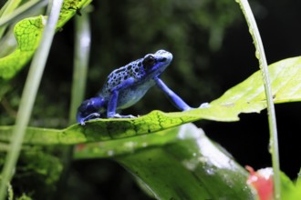 Blue poison dart frog, (Dendrobates tinctorius), adult, on leaf, alert, South America, captive