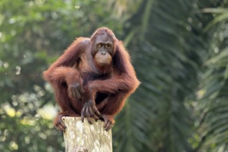 Borneo Orang Utan (Pan Paniscus), adult, female, sitting, on tree trunk, endangered species,