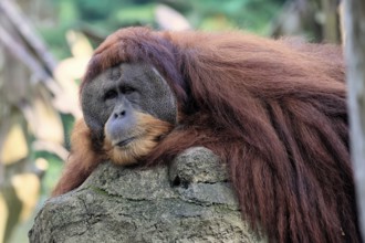 Borneo Orang Utan (Pan Paniscus), adult, male, portrait, resting, on rocks, endangered species,