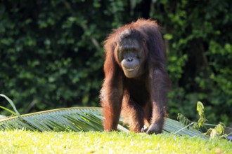 Borneo Orang Utan (Pan Paniscus), adult, female, on ground, endangered species, Borneo, Malaysia,