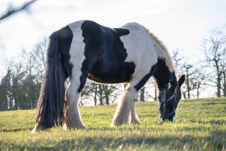 Tinker horse (horse breed) on the pasture in the backlight, Egloffstein, Upper Franconia, Bavaria,