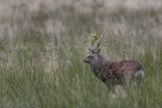 Sika deer (Cervus nippon) approaching a rival, repeatedly lowering its head and thrusting its