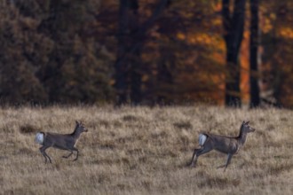 On the run, the mirror of the Sika deer (Cervus nippon) female and calf is clearly visible,