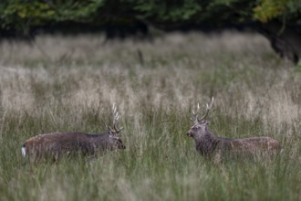 The sika deer (Cervus nippon) face each other threateningly, roll their eyes, there is no fight,