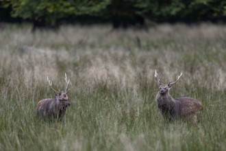 The sika deer (Cervus nippon) walk parallel to each other, roll their eyes and demonstrate strength