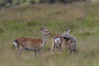Sika deer (Cervus nippon) in bast, in summer also adult animals have light-coloured spots on the