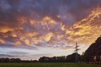 Meadow, trees, power pole, blue sky, cumulus clouds, evening light, sunset, Windmühlenweg, Gronau,
