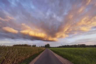 Grain field, trees, road, blue sky, cumulus clouds, stratocumulus clouds, evening light,