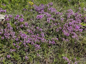 Flowers of sand thyme (Thymus serpyllum) in botanical alpine garden at Col du Mont-Cenis, Savoie,