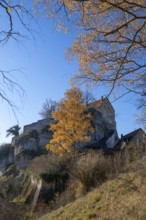 Autumnal birch (Betula) in front of Pottenstein Castle, created around 1070, Pottenstein, Upper