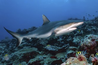 Underwater photo of large specimen of great Grey reef shark (Carcharhinus amblyrhynchos) swimming