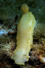 Variable Yellow-violet star snail (Felimare picta) old name (Hypselodoris picta) alternative name