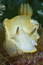 Variable Yellow-violet star snail (Felimare picta) old name (Hypselodoris picta) alternative name