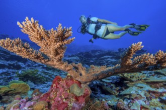 Underwater photo Diver looking at intact large staghorn coral (Acropora) without coral bleaching,