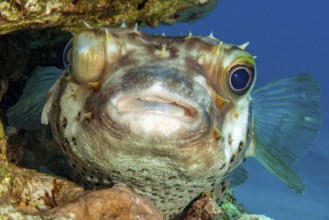 Brown spotted hogfish (Diodon holocanthus) Longspine hogfish hiding in narrow crevice of coral reef