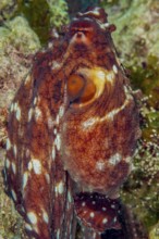 Common octopus (Octopus vulgaris) Octopus Cephalopod eight-armed squid erects itself changes skin