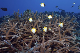 Underwater photo Group of small school of fish Pyramid butterflyfish (Hemitaurichthys polylepis)