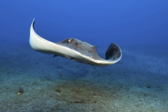 Rush-tailed stingray (Bathytoshia centroura) synonym (Dasyatis centroura) swimming towards
