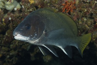 Underwater photo of grey mullet (Sciaena umbra) food fish hiding in grotto, Mediterranean Sea,