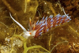 Underwater photo Migratory thread snail (Cratena peregrina) Nudibranch feeding on hydrozoa,