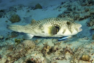 Symbiotic behaviour Symbiosis of white-spotted pufferfish (Arothron hispidus) being freed from