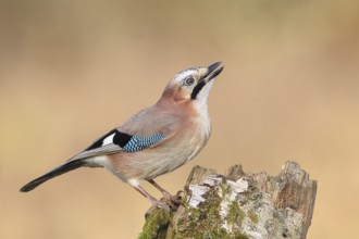Eurasian Jay (Garrulus glandarius) sitting on a birch overgrown with moss, wildlife, corvid, nature
