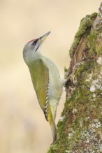 Grey-headed woodpecker (Picus canus), or great spotted woodpecker, male at a birch overgrown with