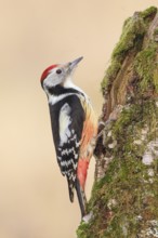 Middle spotted woodpecker (Dendrocopos medius), on a birch overgrown with moss, wildlife,