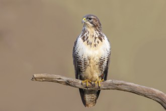 Buzzard (Buteo buteo) sitting attentively on a branch, wildlife, animals, birds, bird of prey,