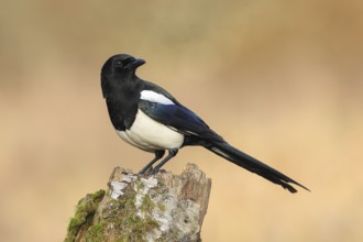 Magpie, (Pica pica) sitting on a birch overgrown with moss, wildlife, corvid, nature photography,