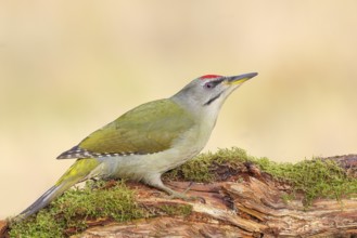 Grey-headed Woodpecker (Picus canus), Grasspecker or Pileated Woodpecker, male sitting on a