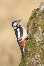 Great spotted woodpecker (Dendrocopus major), female on a birch overgrown with moss, wildlife,